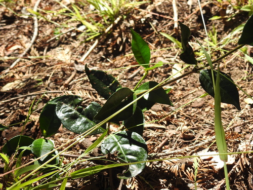 Trachelospermum jasminoides