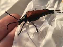Stenelytrana emarginata