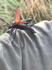 Stenelytrana emarginata