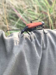 Stenelytrana emarginata