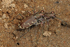 Cicindela repanda repanda