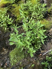 Nothochelone nemorosa