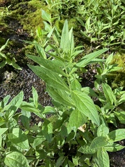 Nothochelone nemorosa