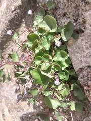 Cymbalaria muralis