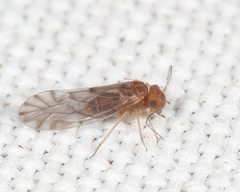 Lachesilla nubilis