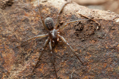 Xeropigo