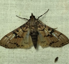 Azochis