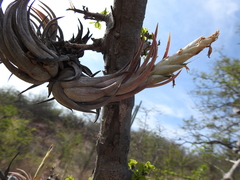 Tillandsia circinnatioides