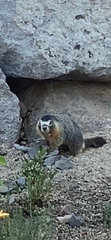 Marmota