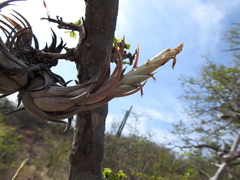 Tillandsia circinnatioides