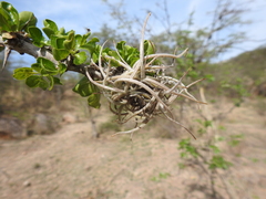 Tillandsia circinnatioides