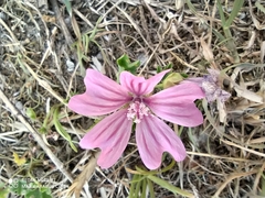 Malva sylvestris