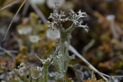 Cladonia multiformis