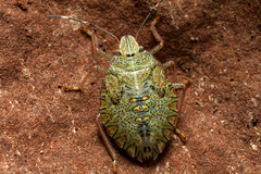 Pentatomidae