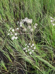 Cicuta virosa