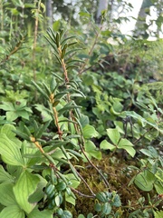 Rhododendron tomentosum