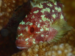 Sebastapistes cyanostigma