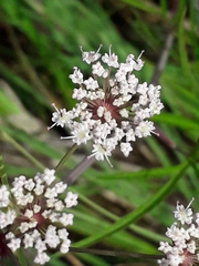 Cicuta virosa