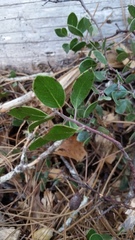 Arctostaphylos hookeri hookeri