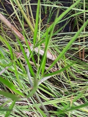 Cicuta virosa