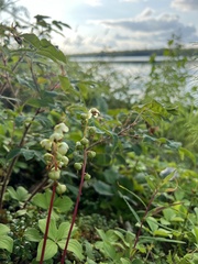 Pyrola chlorantha