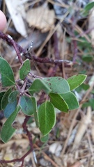 Arctostaphylos hookeri hookeri