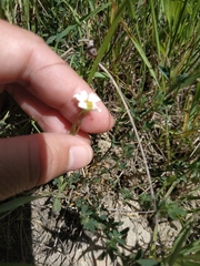 Anthemis ruthenica