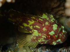 Sebastapistes cyanostigma