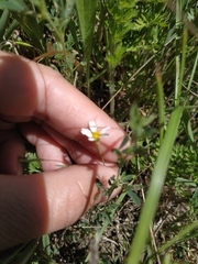 Anthemis ruthenica