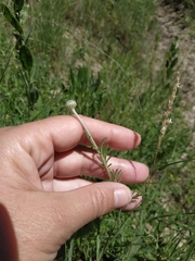 Anthemis ruthenica
