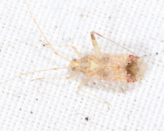Phytocoris depictus