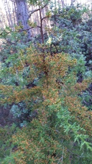 Cupressus goveniana