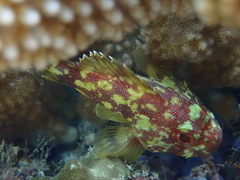 Sebastapistes cyanostigma