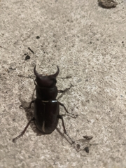 Lucanus
