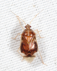 Deraeocoris davisi