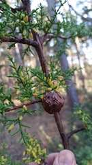 Cupressus goveniana
