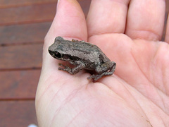 Litoria dentata