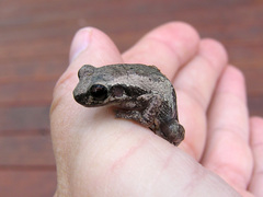 Litoria dentata