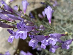 Penstemon sepalulus