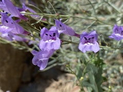 Penstemon sepalulus