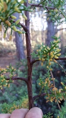 Cupressus goveniana