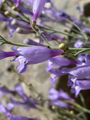 Penstemon sepalulus