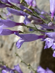 Penstemon sepalulus