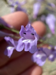Penstemon sepalulus