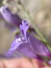 Penstemon sepalulus