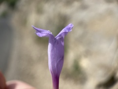 Penstemon sepalulus