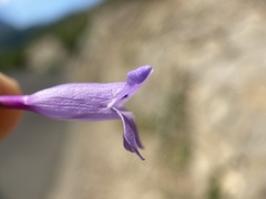 Penstemon sepalulus
