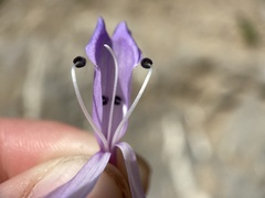 Penstemon sepalulus
