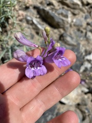 Penstemon sepalulus
