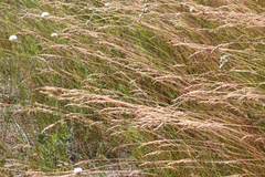 Beckmannia syzigachne